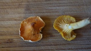 Chanterelle vs False Chanterelle [upl. by Releehw547]