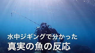 【水中ジギング】オオモンハタの意外な反応とは？ジギングの技術を上げたい方必見です [upl. by Eilyab]