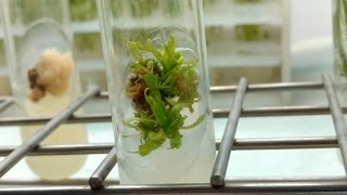 Plant Tissue Culture in 3 minutes [upl. by Folberth93]