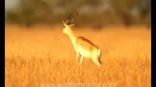 Blackbuck antelope leaping in the air  crapping Blackbuck [upl. by Aelber]