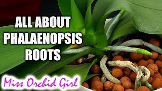 Understanding Phalaenopsis Orchid roots  All you should know [upl. by Lebiralc615]