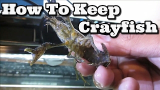 Keeping Freshwater Crayfish [upl. by Fatimah]