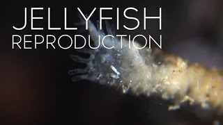 How Jellyfish Reproduce [upl. by Anattar]