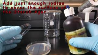 Starch Hydrolysis [upl. by Lougheed]