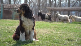 Using Guardian Dogs to Protect Farm Animals [upl. by Yroj988]