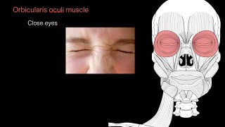 Muscles of facial expression [upl. by Kantor]