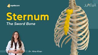 Sternum  Introduction  Thoracic Cavity  Bone Anatomy [upl. by Bunce]