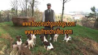 Complete Springer Spaniel Training Series [upl. by Atterahs]