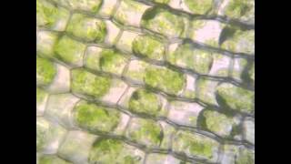 Osmosis in Elodea [upl. by Jason249]