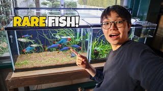 Planted Aquarium for RARE Rasbora Fish [upl. by Jahdol]