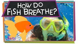 How Do Fish Breathe  Animal Science for Kids [upl. by Mlohsihc]