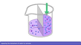 Detailed Animation on Osmosis [upl. by Ng682]