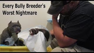 Every American Bully Breeders Worst Nightmare  Raw Reality Of Delivering Puppies [upl. by Calder289]