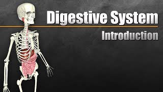 An Introduction to the Digestive System [upl. by Kenzi777]