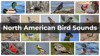 North American Bird Sounds  Compilation [upl. by Ainessej]